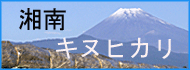 湘南キヌヒカリ