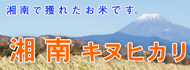 湘南キヌヒカリ
